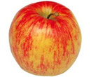 Apples at Fruit Ridge - Jonagold Apple